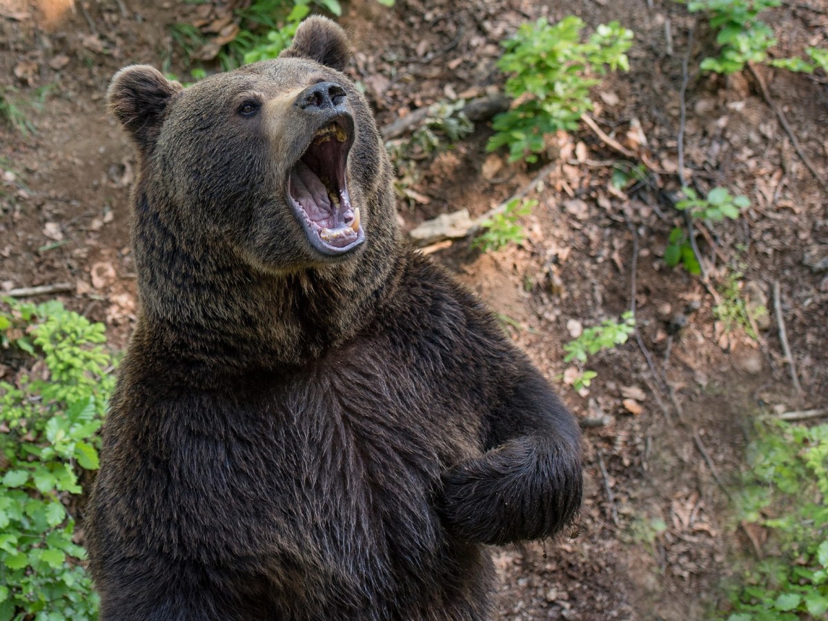 The Safe Company of&nbsp;Bears